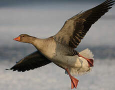 Greylag Goose