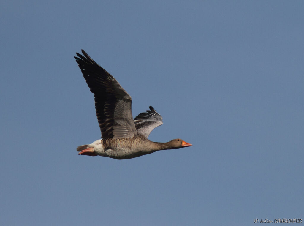 Greylag Goose, Flight