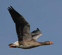 Greylag Goose