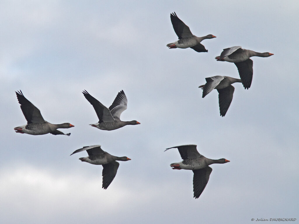 Greylag Goose, Flight