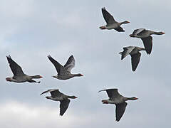 Greylag Goose