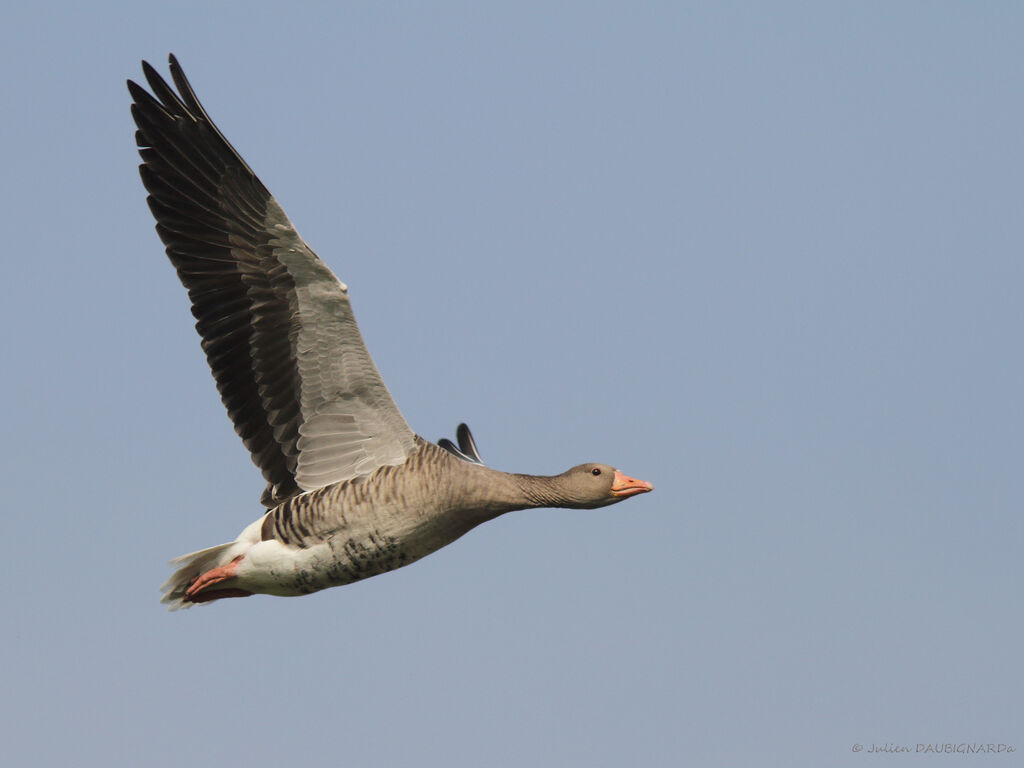 Greylag Goose, Flight