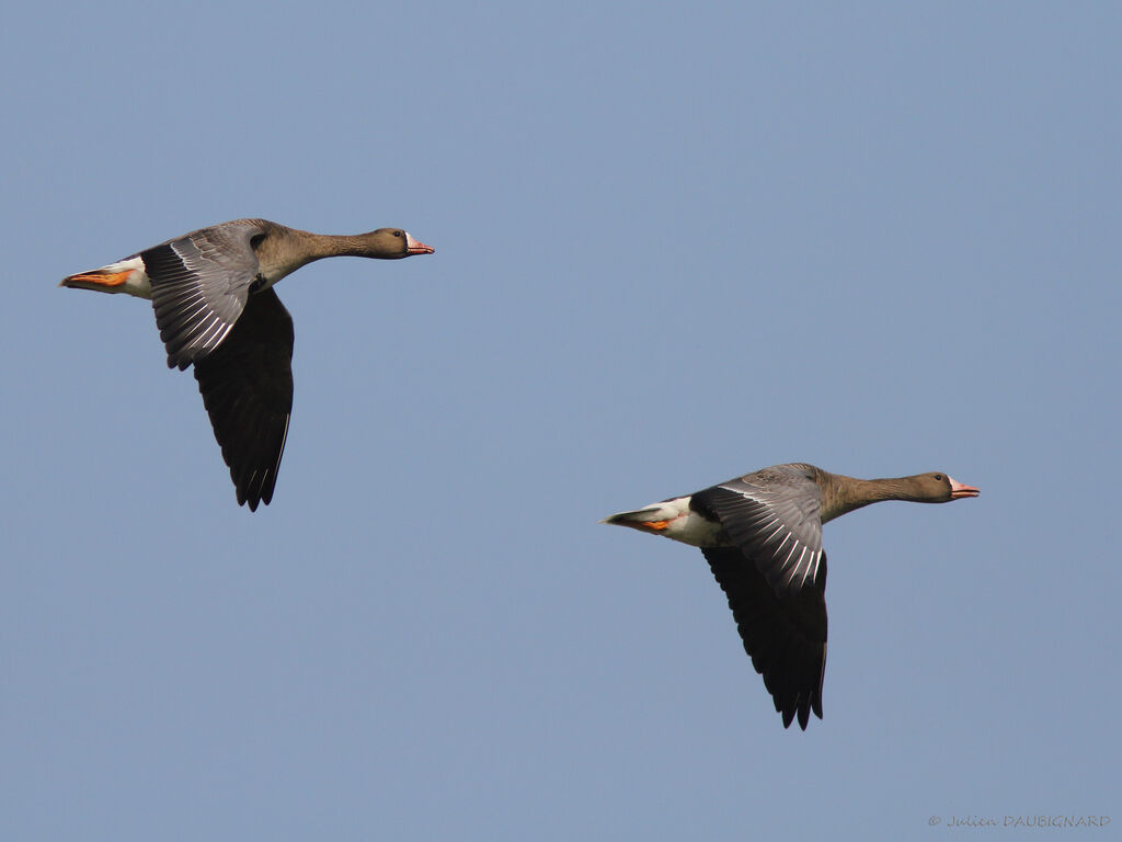 Greater White-fronted Goose, Flight