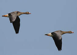 Greater White-fronted Goose