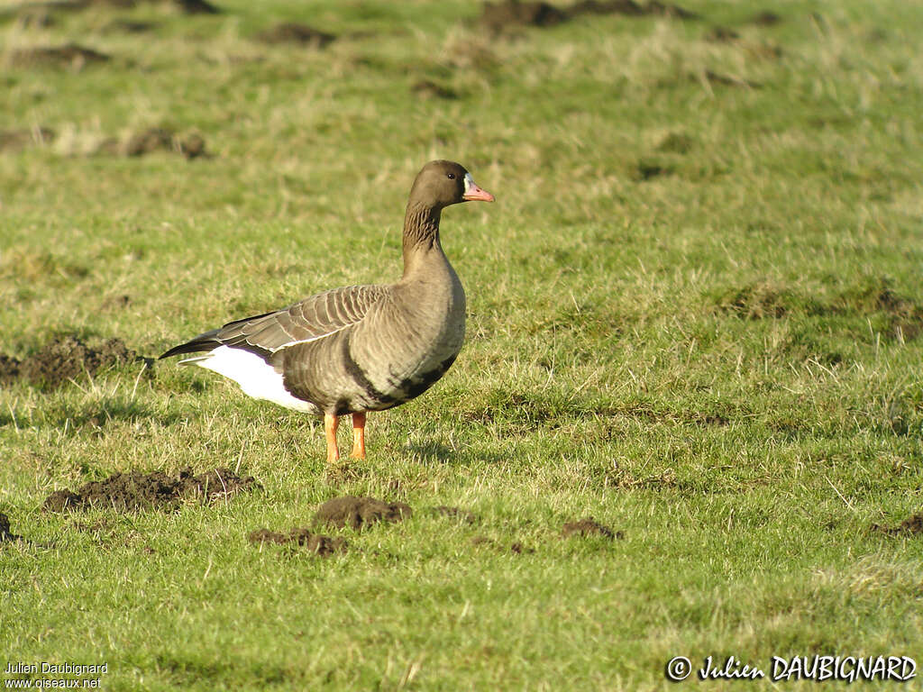 Greater White-fronted Goose, identification