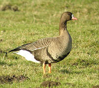 Greater White-fronted Goose