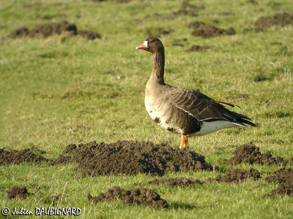 Oie rieuse, identification