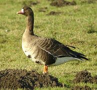 Greater White-fronted Goose