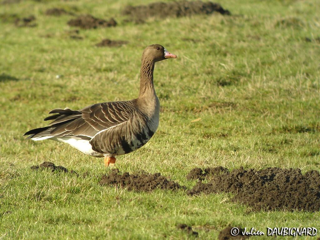 Greater White-fronted Goose, identification