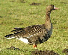 Greater White-fronted Goose
