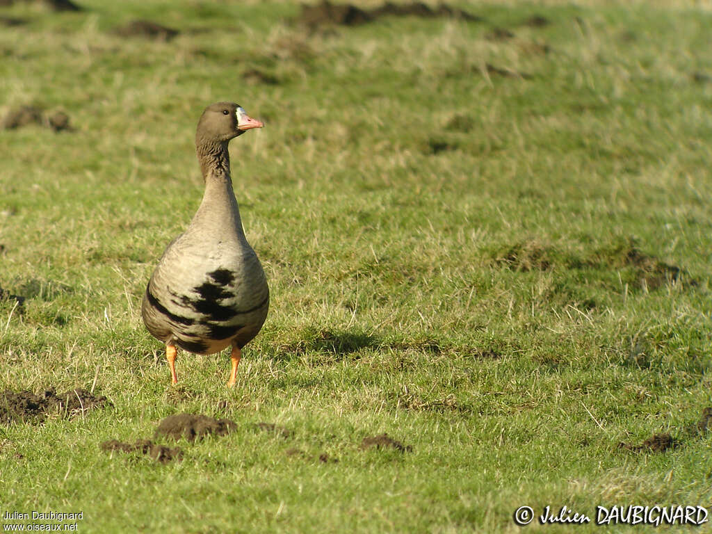 Greater White-fronted Gooseadult, identification