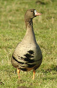 Greater White-fronted Goose