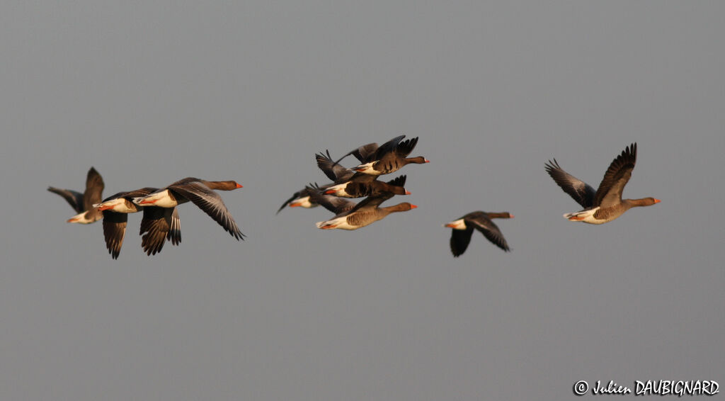 Greater White-fronted Goose, Flight