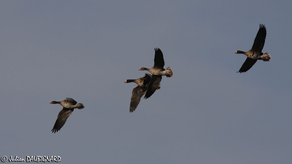 Greater White-fronted Goose, Flight