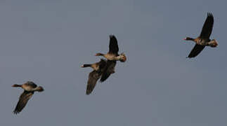 Greater White-fronted Goose