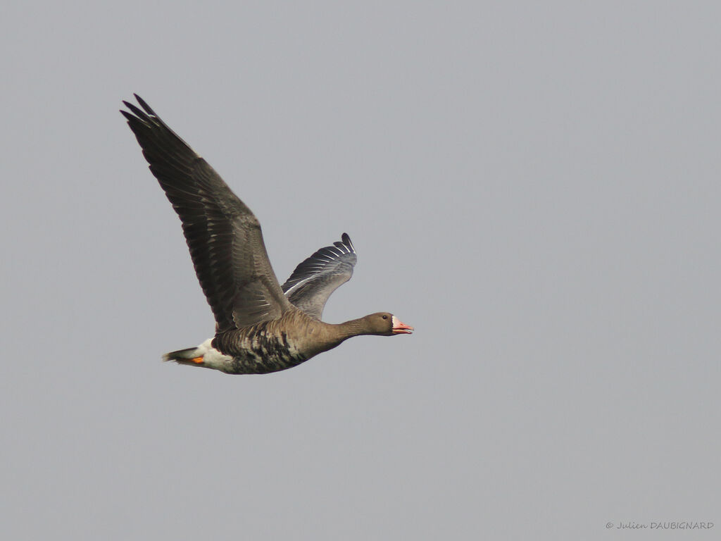 Greater White-fronted Goose, identification