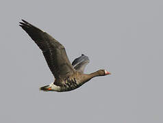 Greater White-fronted Goose