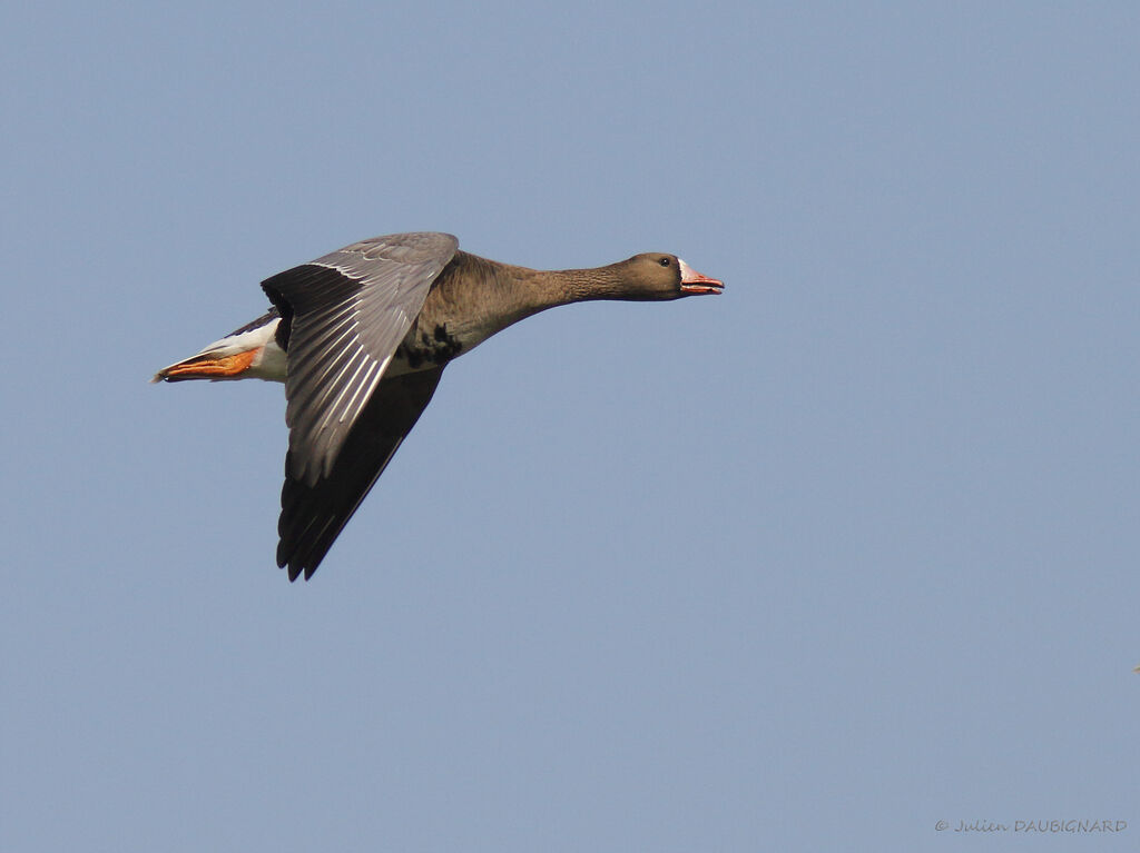 Greater White-fronted Goose, Flight