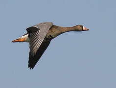 Greater White-fronted Goose