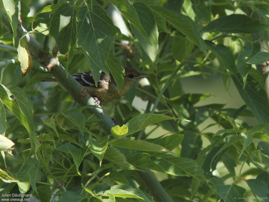 Oriole du Nord, habitat, pigmentation