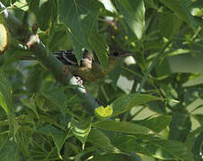 Baltimore Oriole