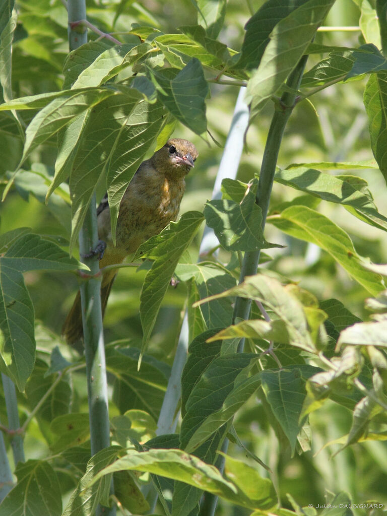 Oriole du Nordjuvénile, identification