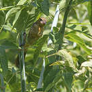 Oriole du Nord