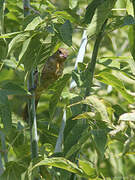 Baltimore Oriole