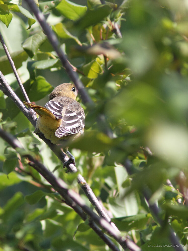 Oriole du Nord