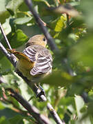 Baltimore Oriole