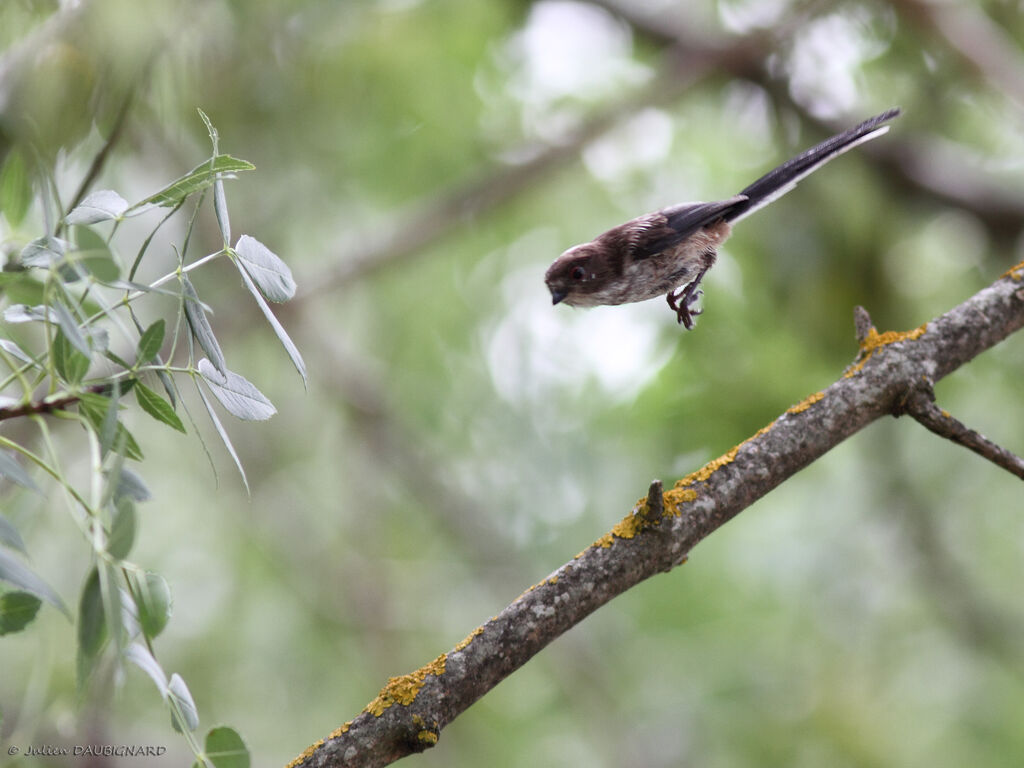 Long-tailed Titjuvenile, identification