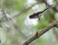 Long-tailed Tit