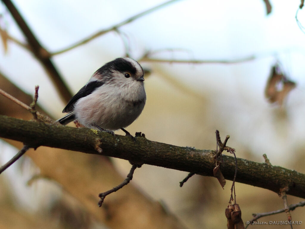 Long-tailed Titadult, identification