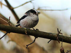 Long-tailed Tit