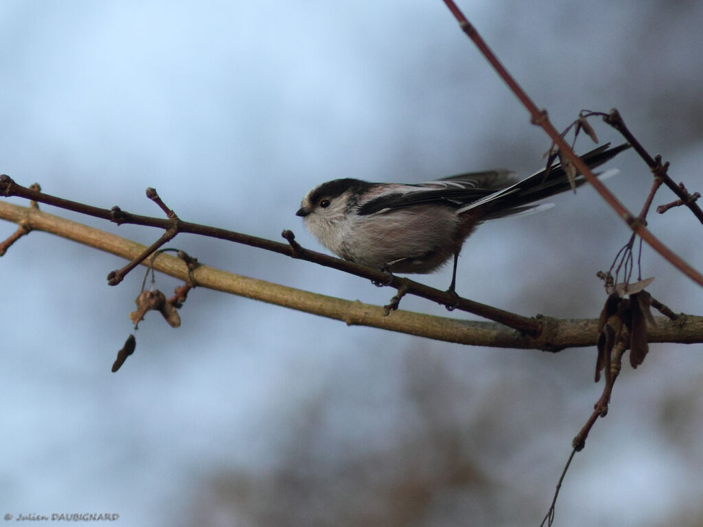 Long-tailed Titadult, identification