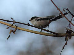 Long-tailed Tit