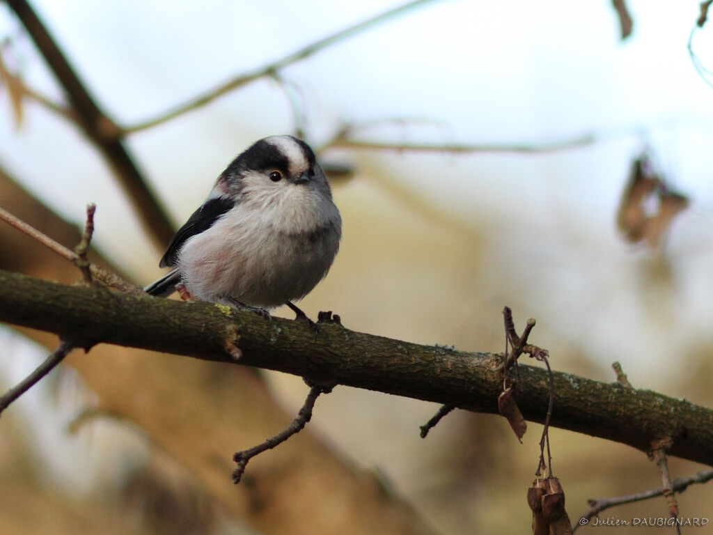 Long-tailed Titadult, identification