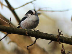 Long-tailed Tit