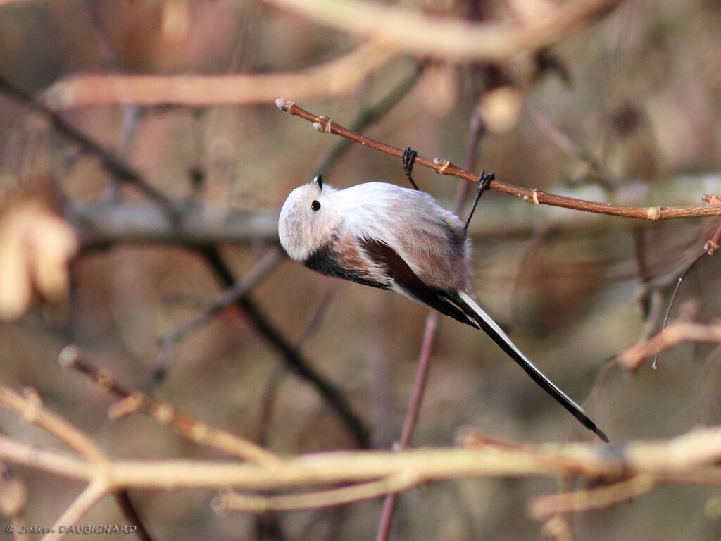 Long-tailed Titadult, identification