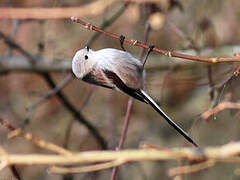 Long-tailed Tit