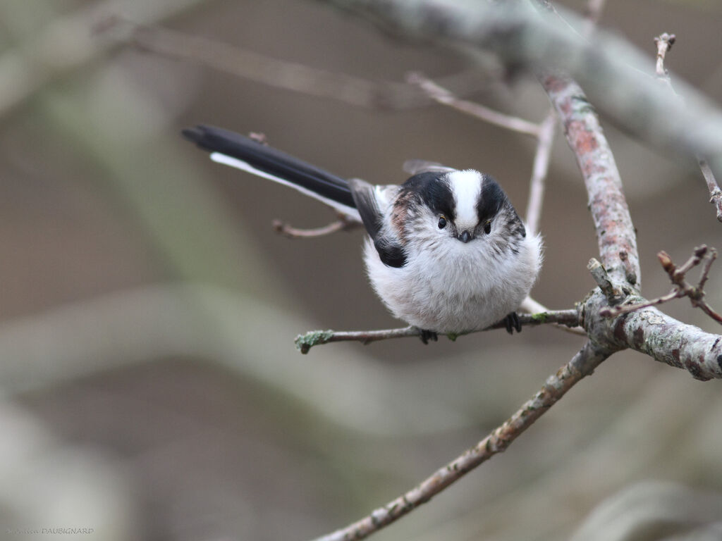 Long-tailed Titadult, identification