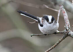 Long-tailed Tit