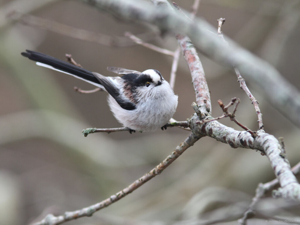 Long-tailed Titadult, identification