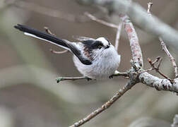 Long-tailed Tit