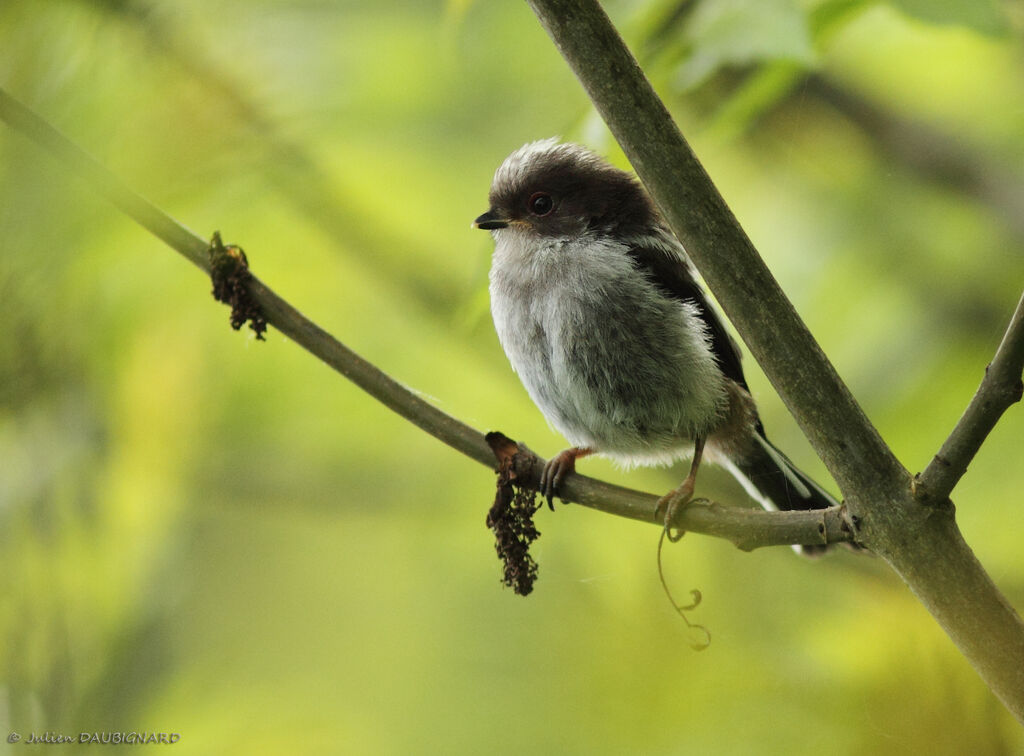 Long-tailed Titjuvenile, identification