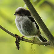 Long-tailed Tit