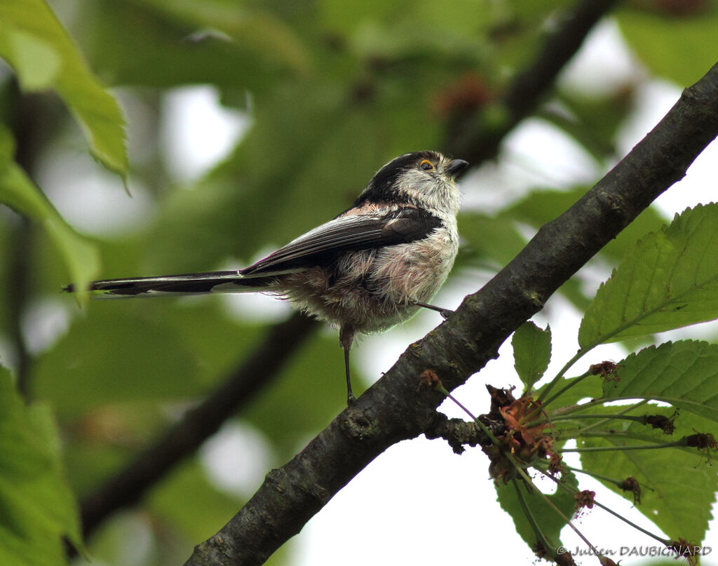 Long-tailed Titadult, identification