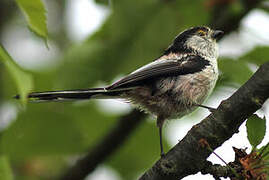 Long-tailed Tit