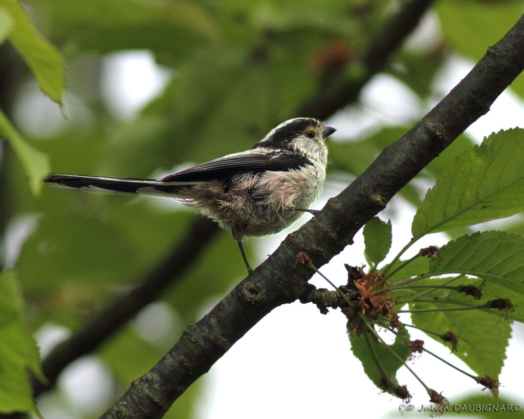 Long-tailed Titadult, identification