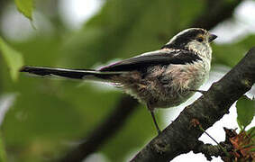 Long-tailed Tit